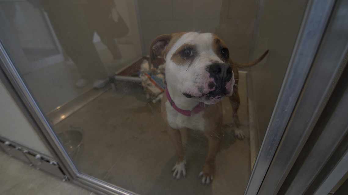 FIRST LOOK City of Cleveland opens new kennel