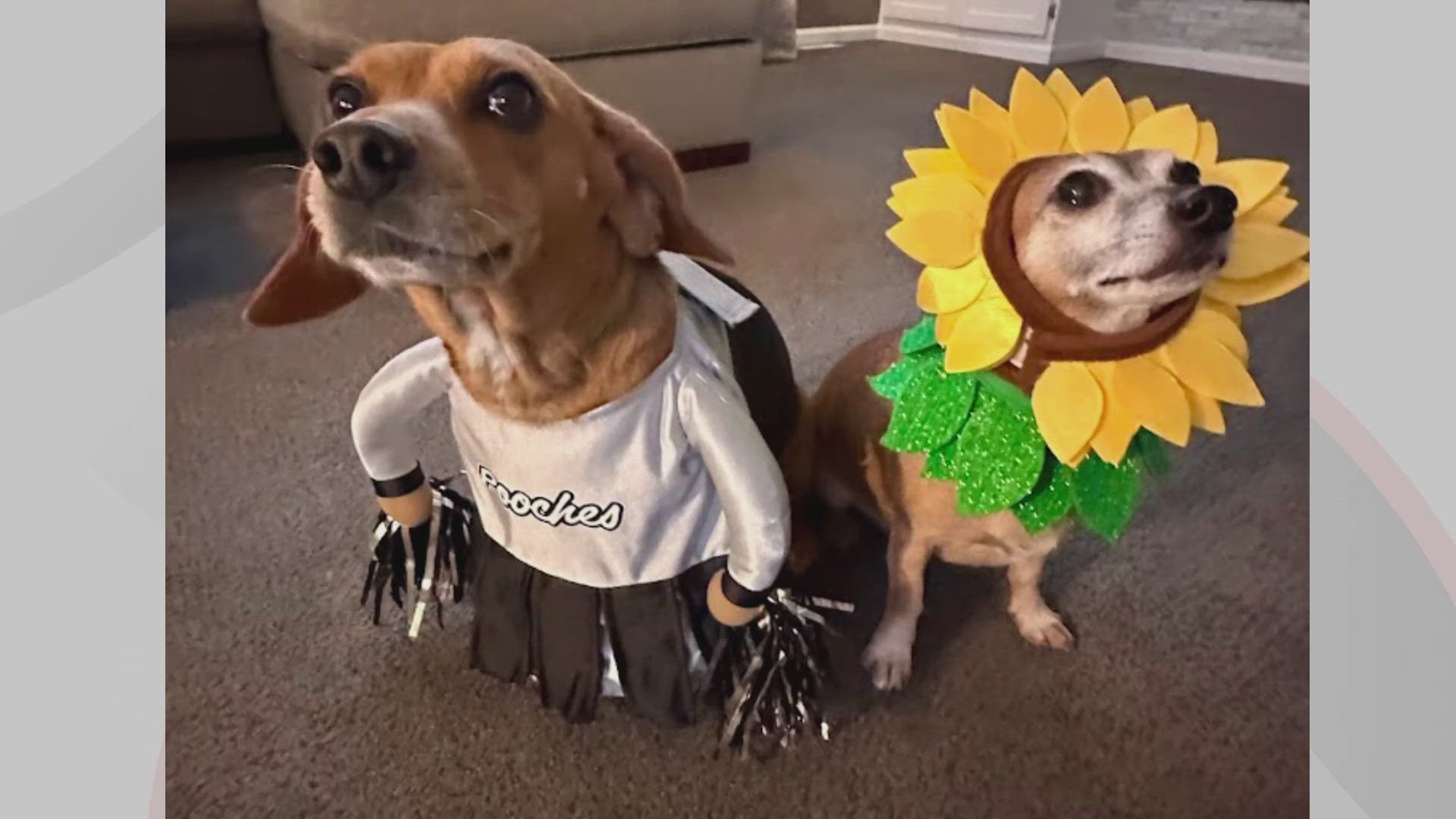 We're introducing you to Claude and Eleanor in this edition of Doggone Weather on Nov. 1, 2024. Thanks to Jennifer for sending in this picture. 