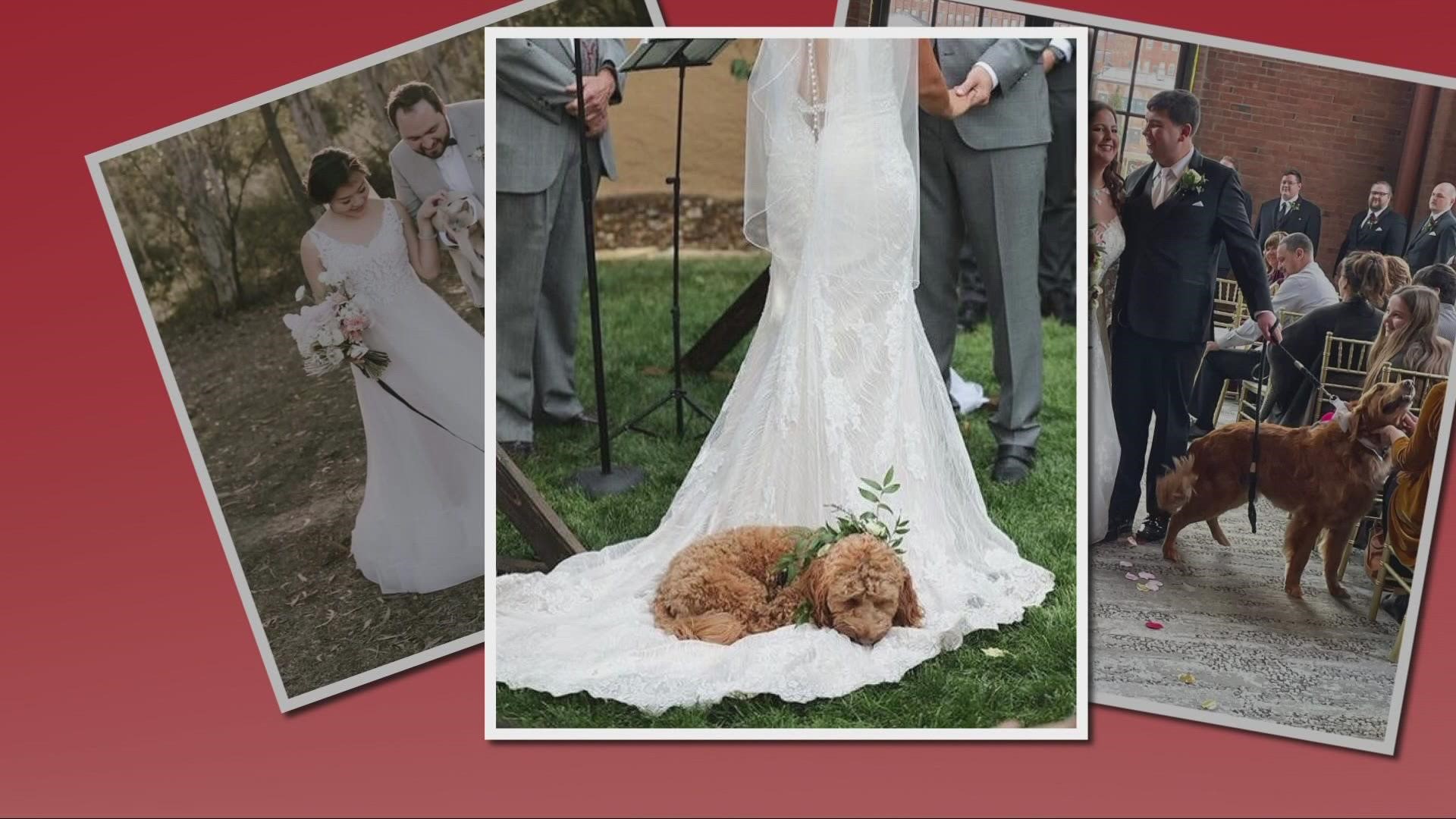 3News gives you a first look at a business in Northeast Ohio that is helping couples say yes to having their pets at their big day.