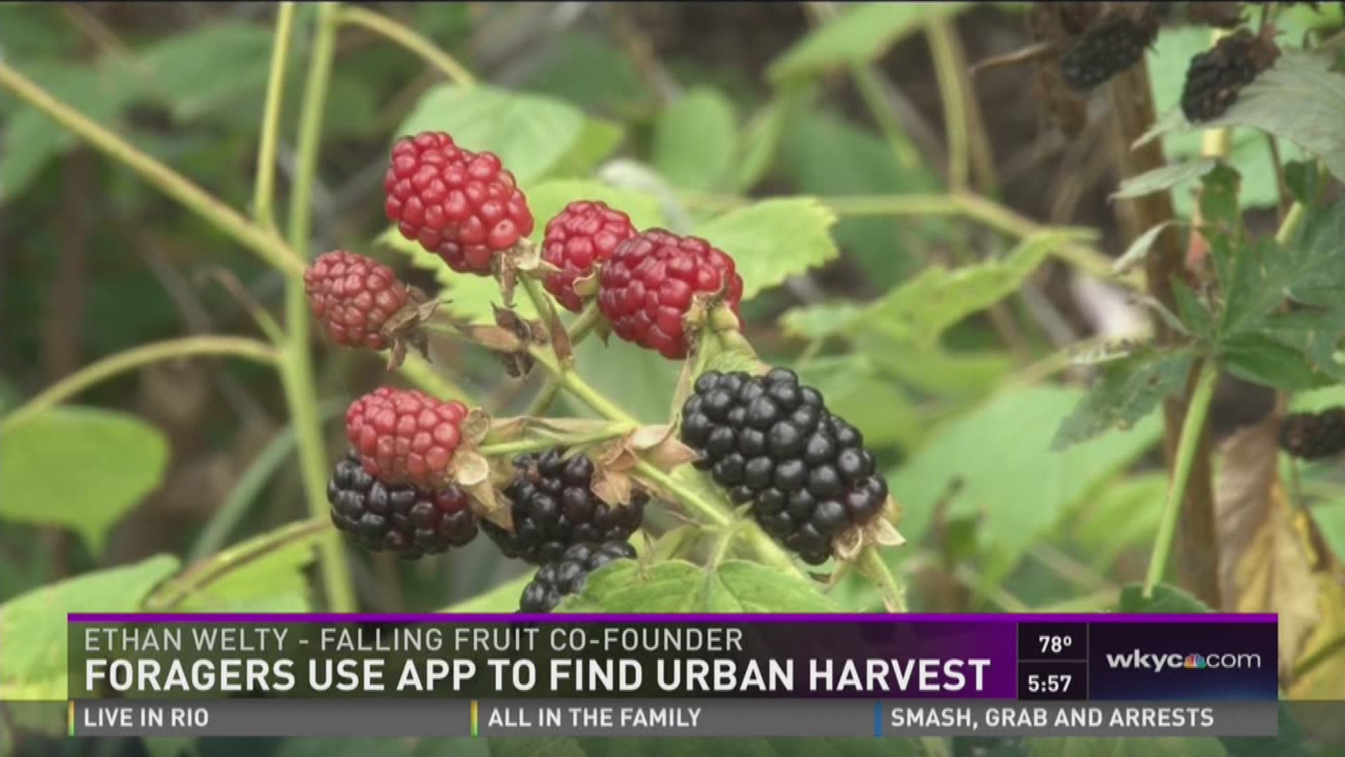 Foragers use app to find urban harvest