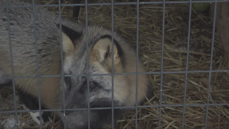A cautionary tale about why you shouldn't adopt a fox as a pet: Ready Pet GO!