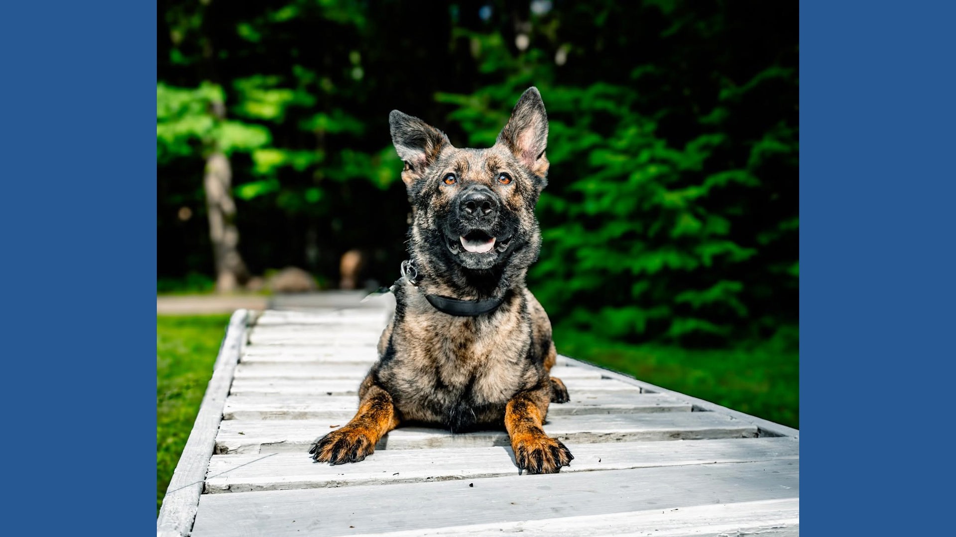 We are heartbroken' | Twinsburg police K-9 Dixi taken out of