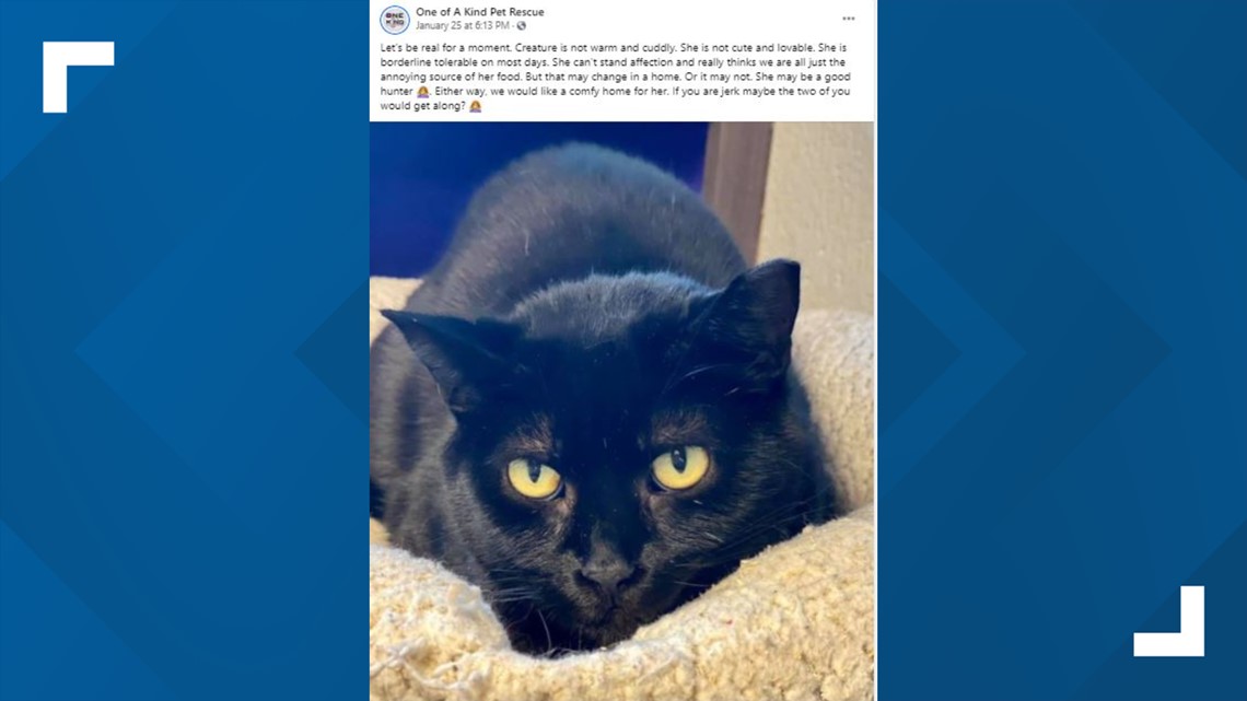 Ohio shelter cat becomes famous for his resting cranky face