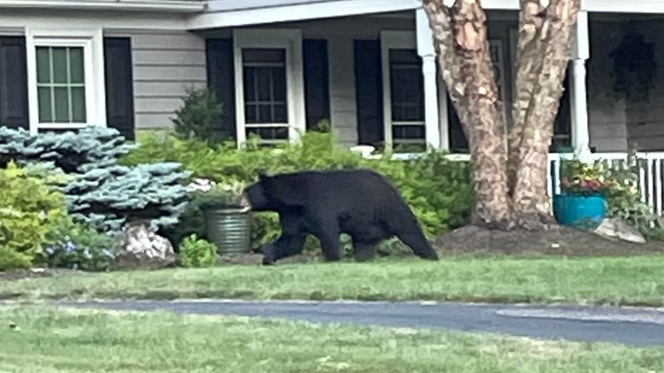 Multiple bear sightings in Summit County: When and where the sightings have occurred