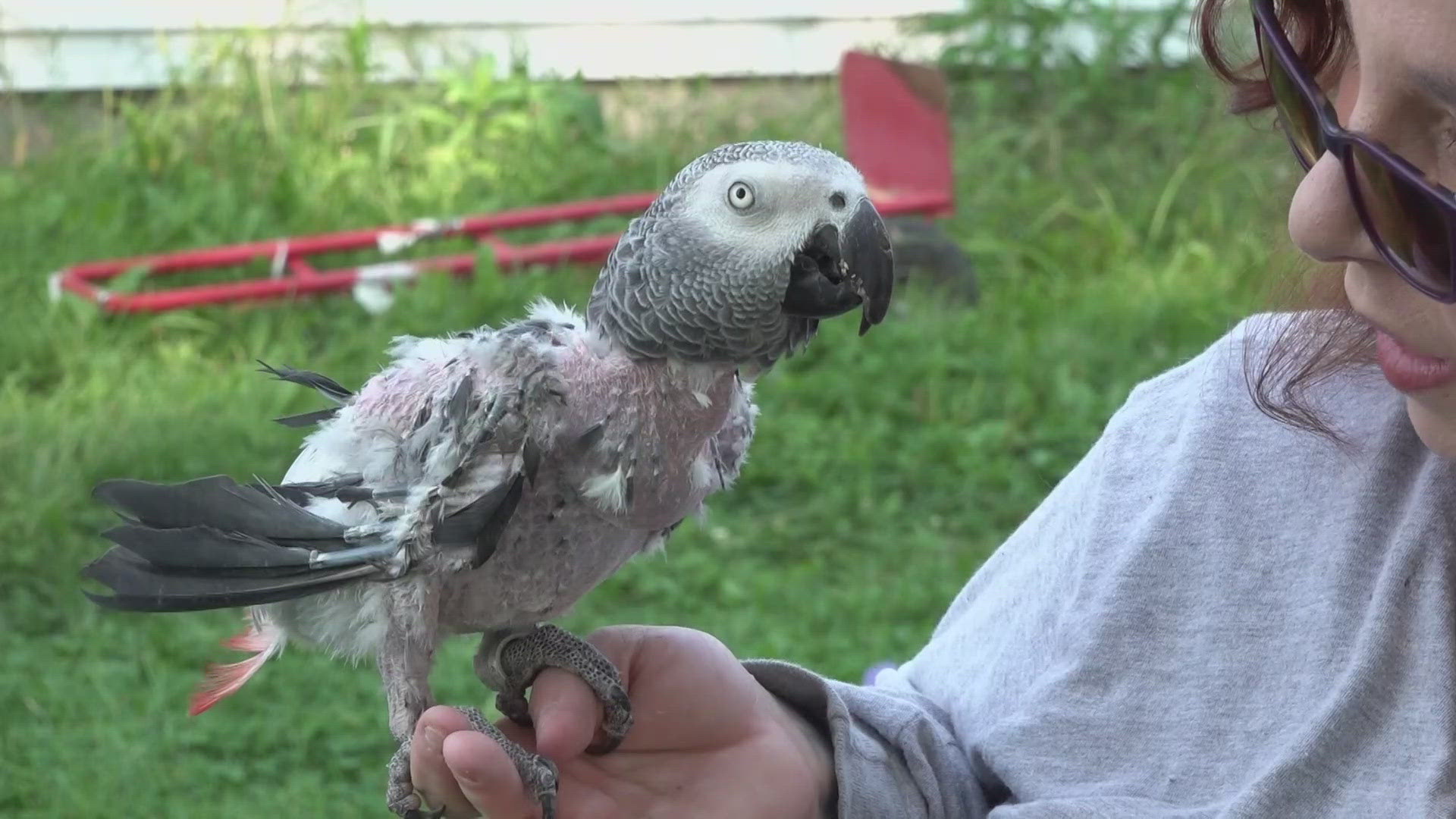 She's helped dozens of animals find loving homes, but running a rescue is pricey. Now, Lily Rose Lee is hoping a fundraiser will help.