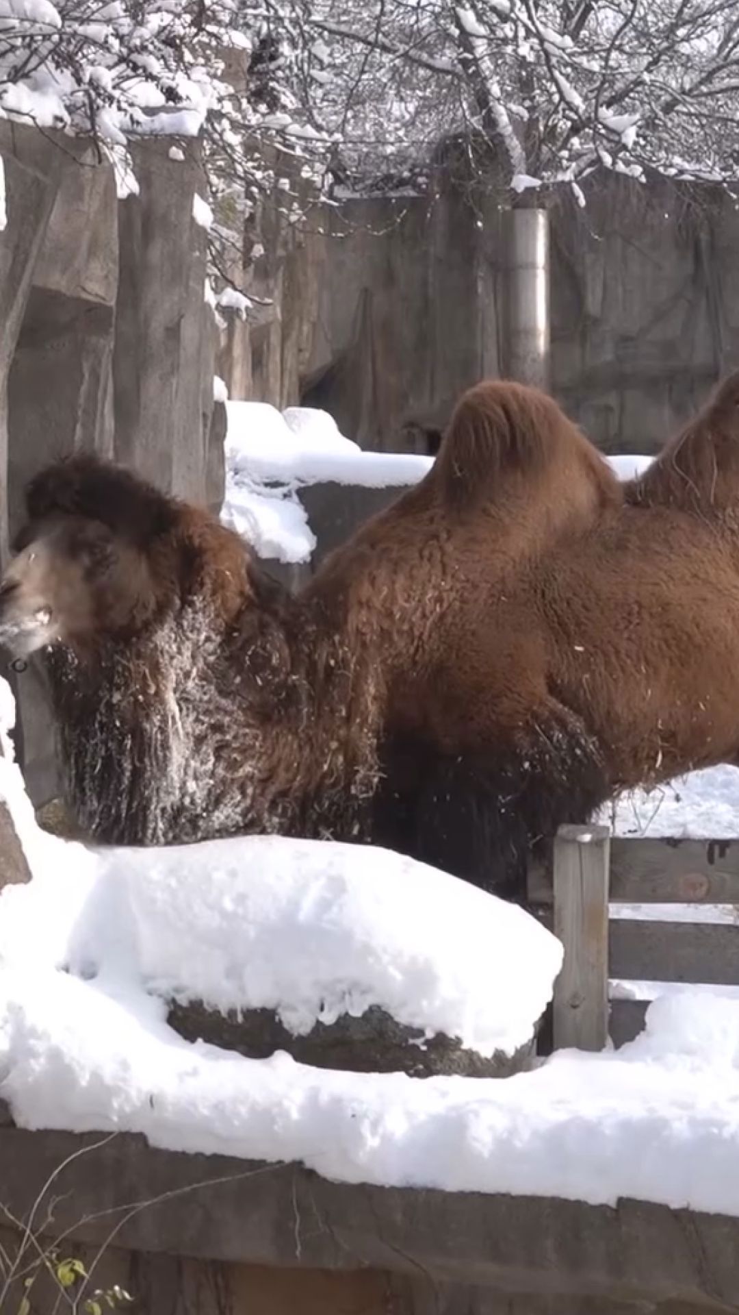 Camel relaxes in the snow at Milwaukee County Zoo | wkyc.com