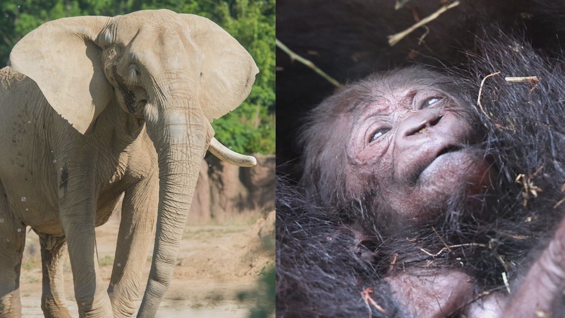 A baby gorilla and multiple elephant calves make their debut in