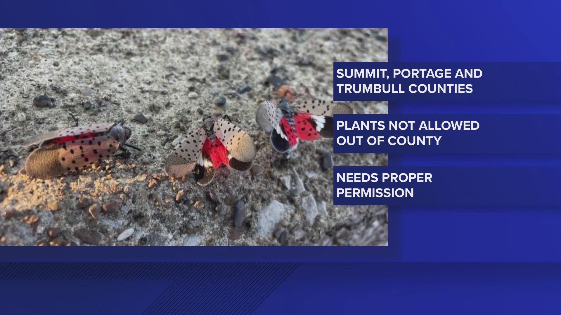 Trees and other nursery stock are now not allowed to be shipped outside of Summit, Portage and Trumbull counties to curb the spotted lanternfly population.