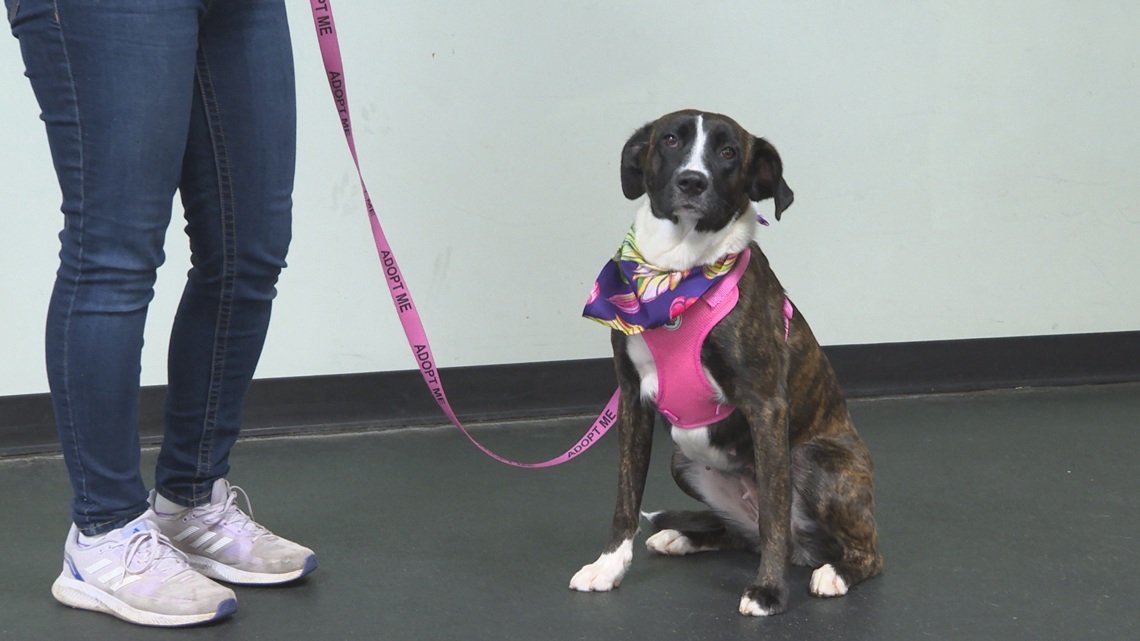 Cold Nose Companions in Chardon gives shelter dogs gift that lasts a lifetime: Ready Pet GO!