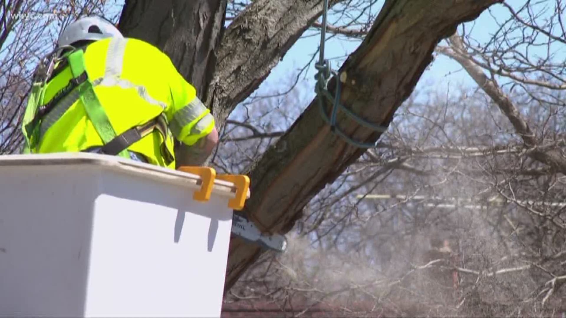 Dead, dying trees pose safety risks for residents