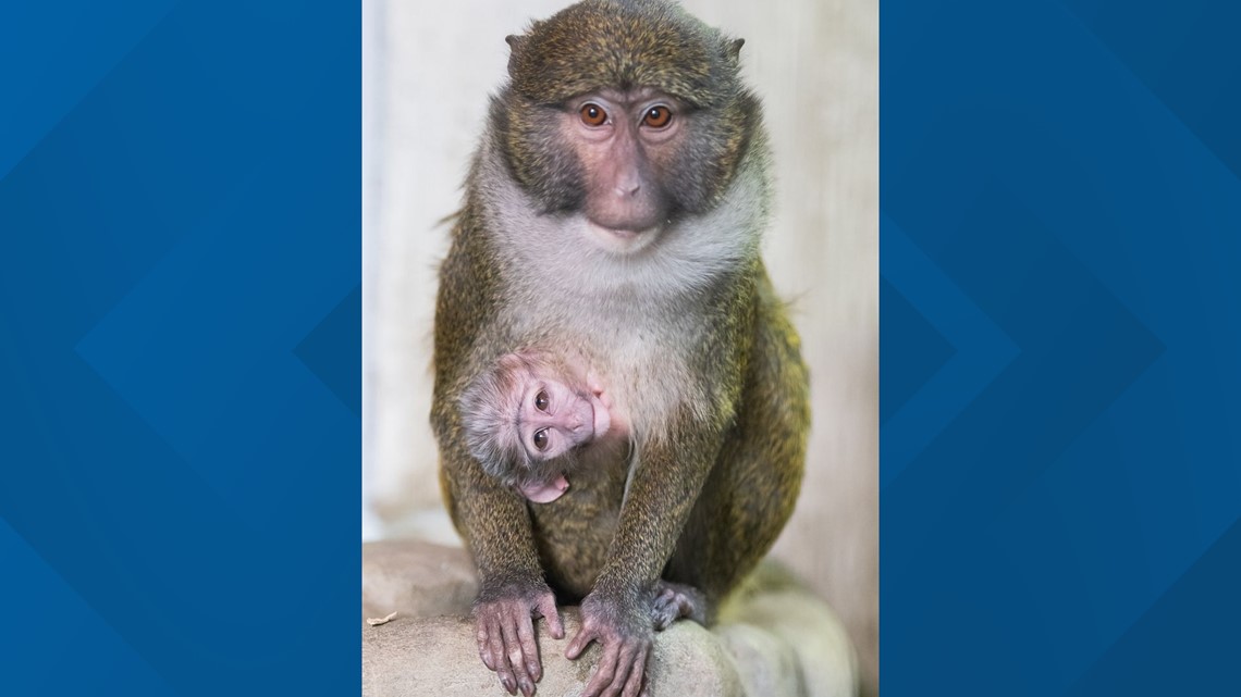 Allen's Swamp Monkeys - Detroit Zoo