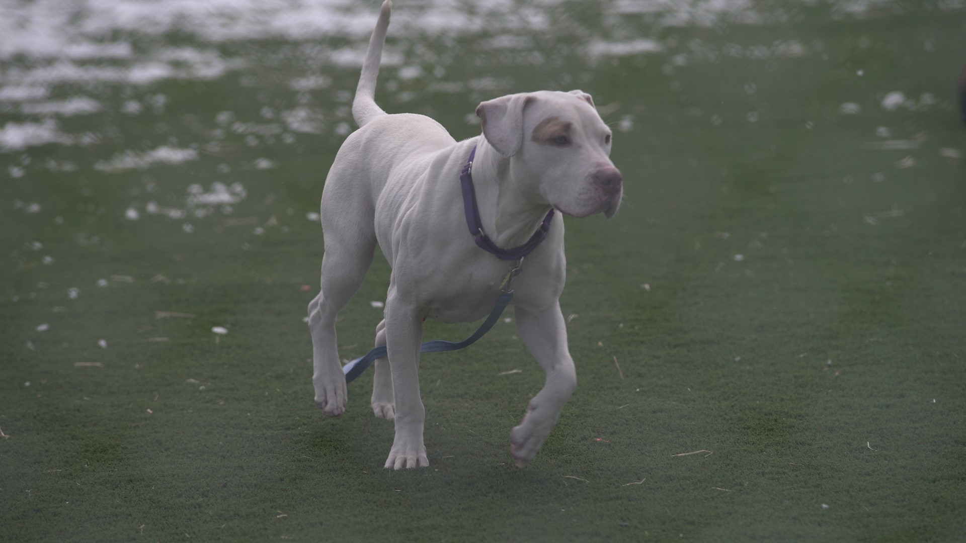 FIRST LOOK City of Cleveland opens new kennel