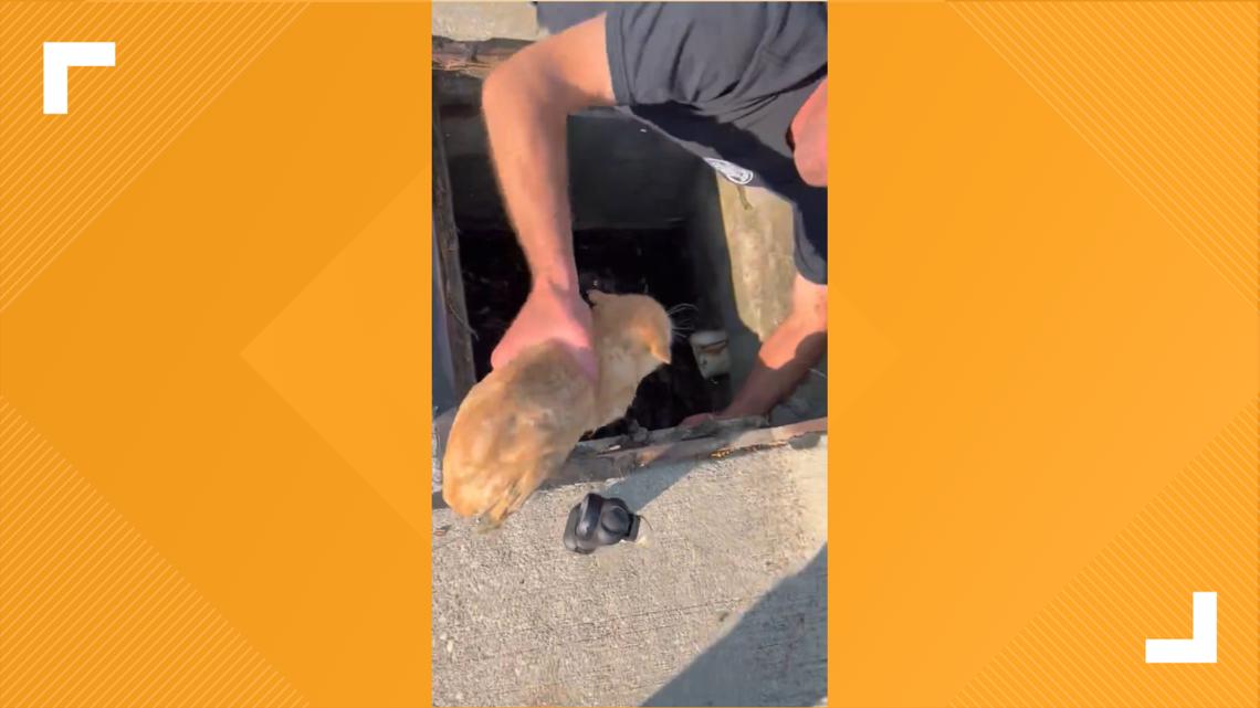 Chardon firefighter rescues kitten from storm drain