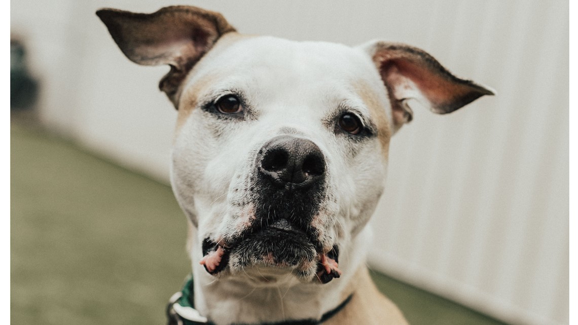Dog taken in home invasion reunited with Ohio owner 8 years later - Vimarsana News