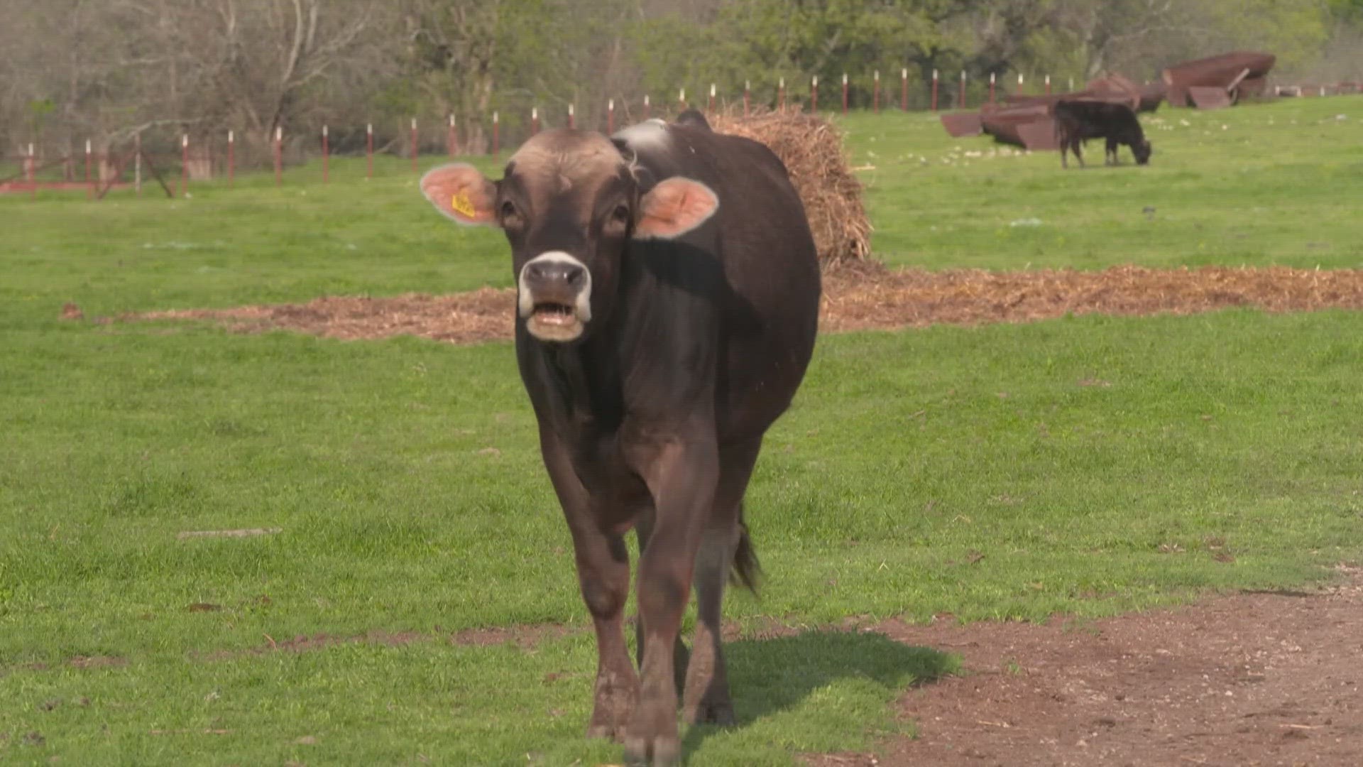 While no cases have been reported in Ohio, there are cases in Michigan. Farmers are being asked to watch their dairy cows for symptoms, including a lack of appetite.