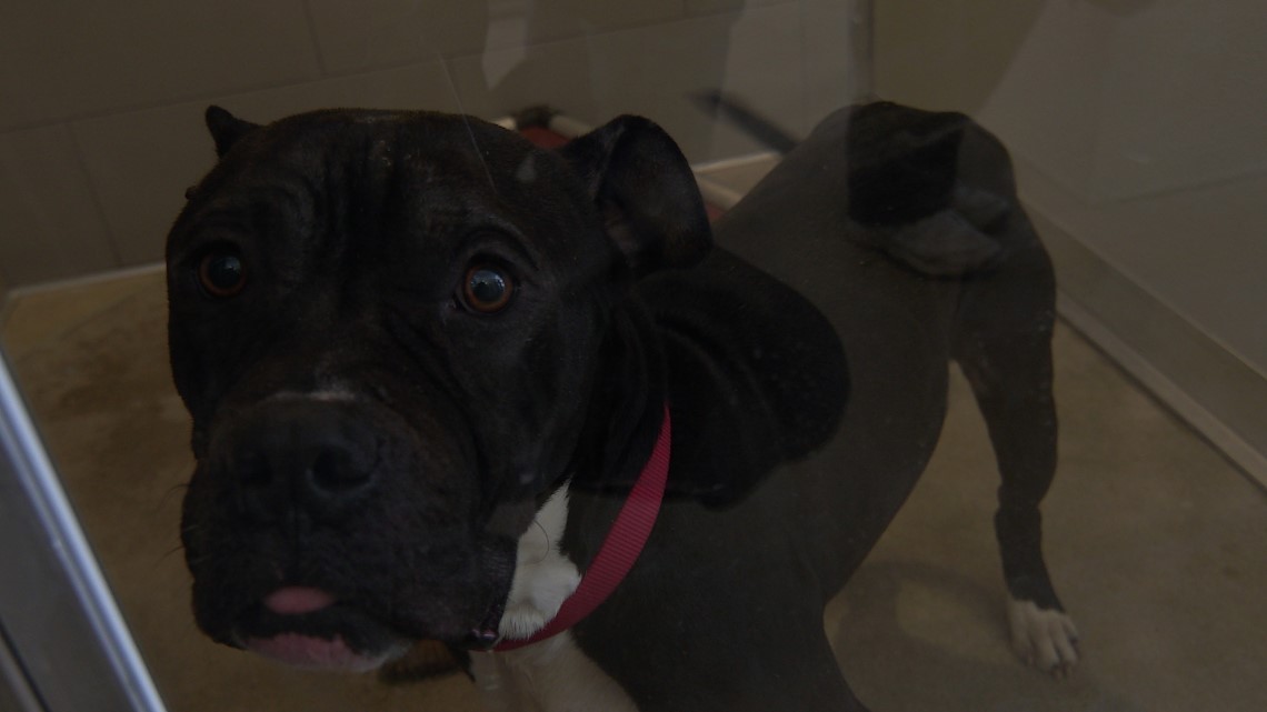 FIRST LOOK City of Cleveland opens new kennel