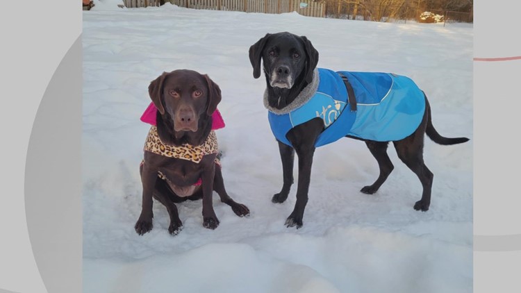 Doggone Weather:  Paisley & Tucker