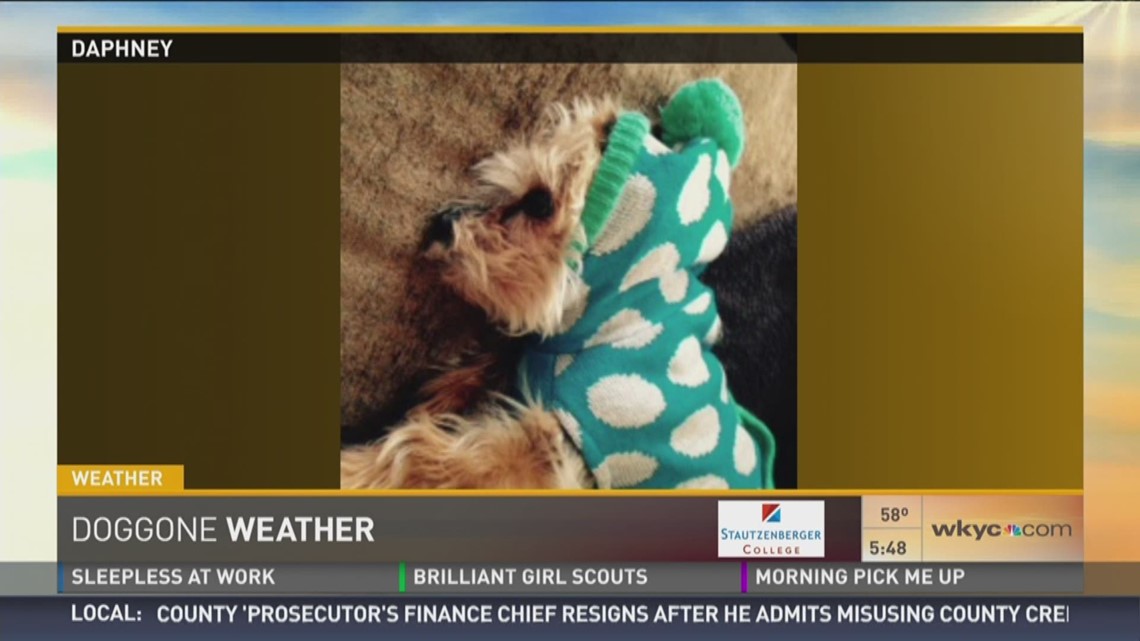 Doggone Weather: Daphney | wkyc.com