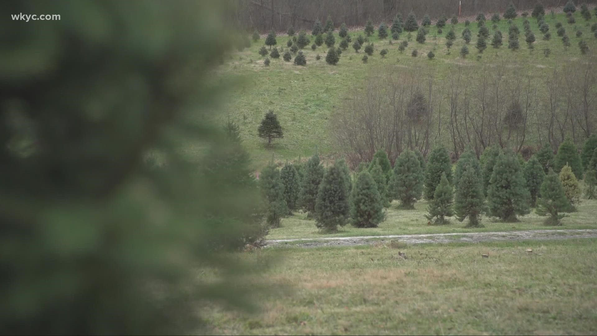 As life inches closer to normal again, many families are back out and shopping for a Christmas tree. 3News Photojournalist Chris Blake has the story.