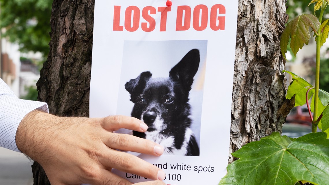 Lost pet? Expert advice on how to bring them home: Ready Pet GO!