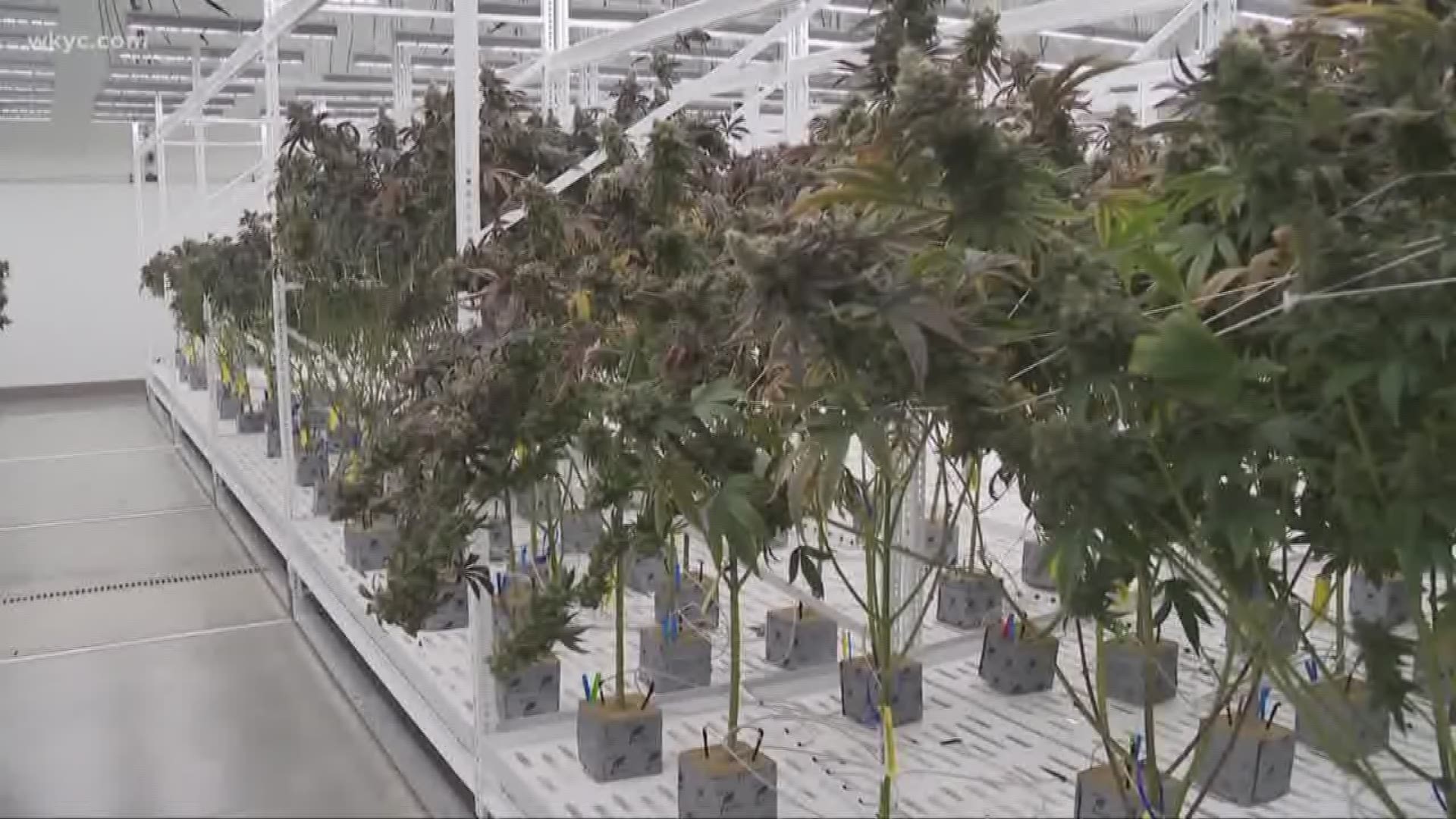 Buckeye Relief in Eastlake has begun the first level 1 harvest of cannabis in the state of Ohio