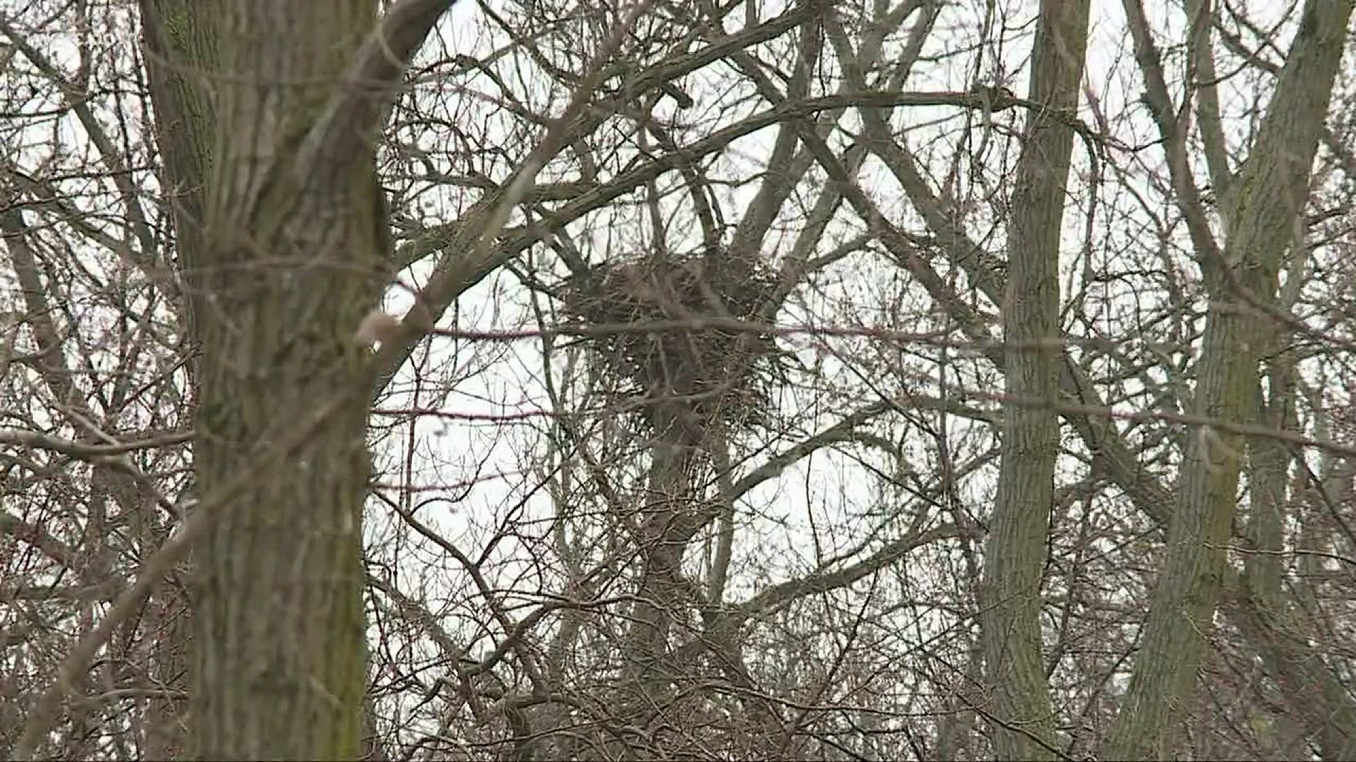 Bald eagle nest spotted in Cuyahoga River valley