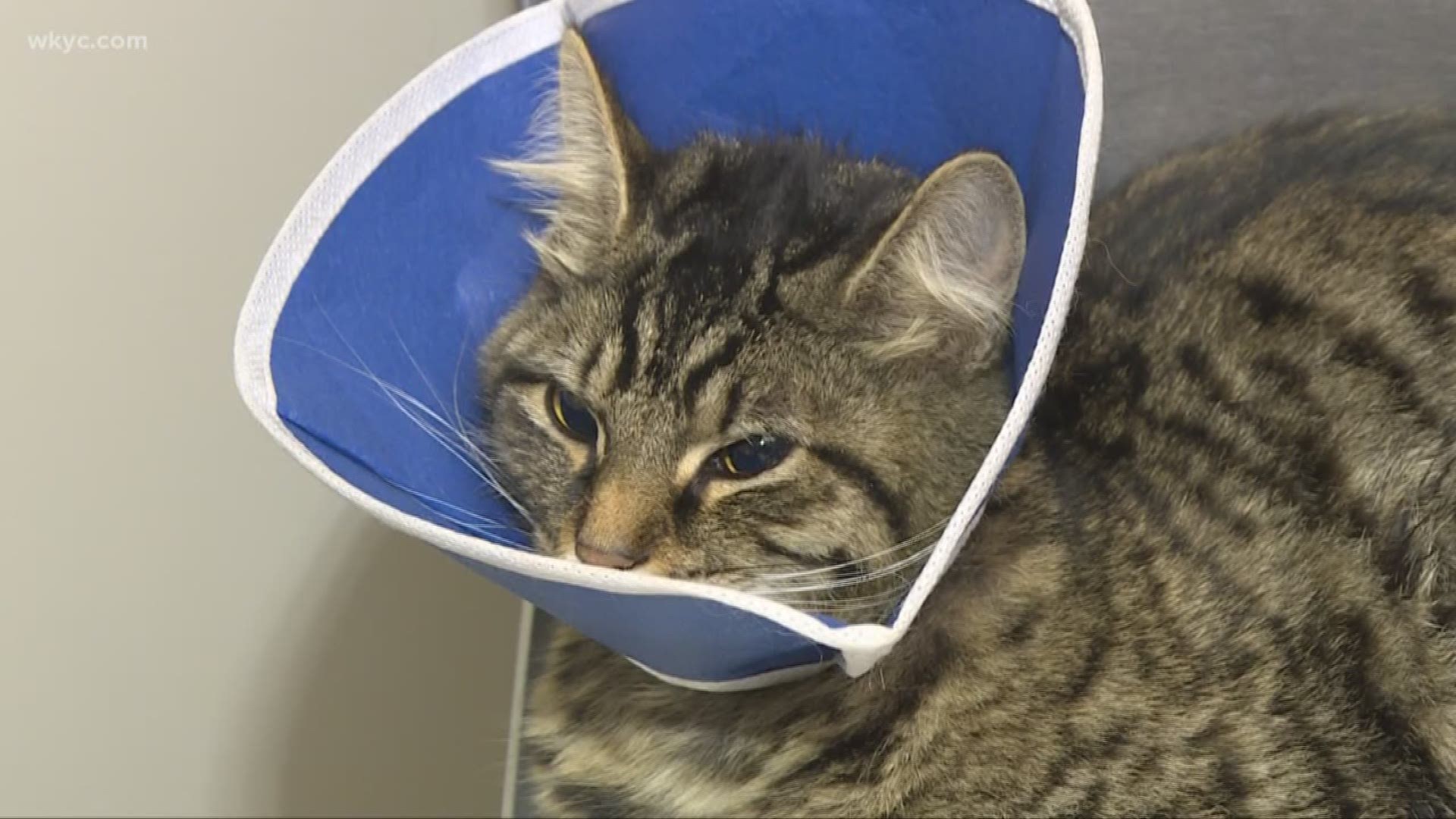 Reward in injured cat case grows to at least $18,000; Katy P. continues to recover