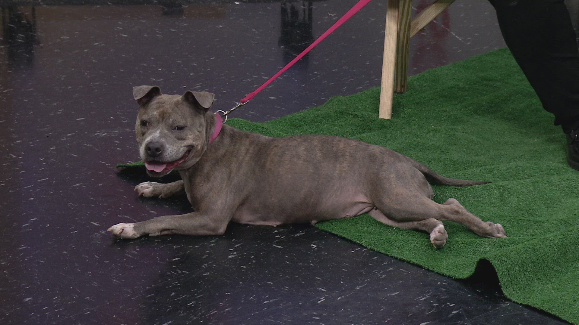 Jennifer McCarty from Berea Animal Rescue visits 3News with Margie, a sweet and cuddly 7-year-old pit mix and "all-around good girl" in need of her forever home.