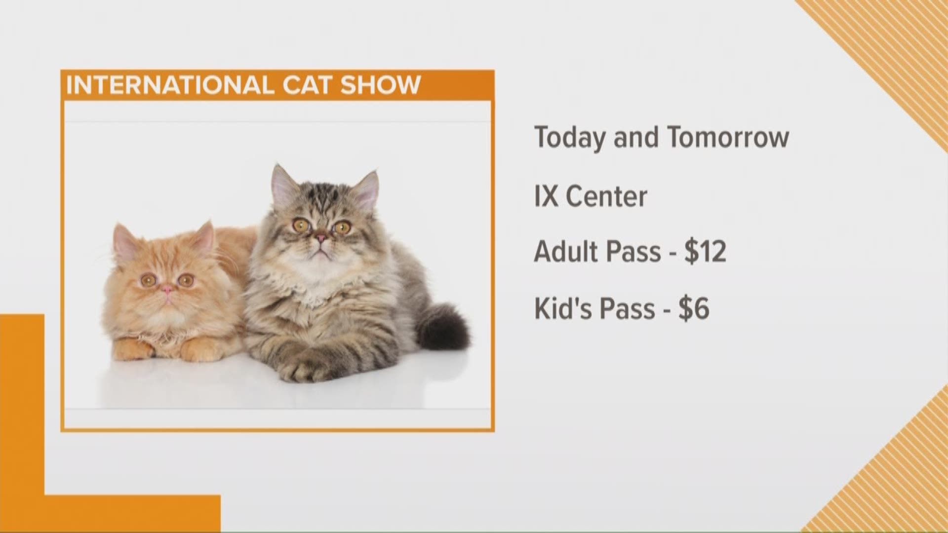 International Cat Show - 3