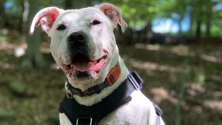 Misbehaving or misunderstood? Cleveland pup's tale teaches about the love deaf dogs have to offer