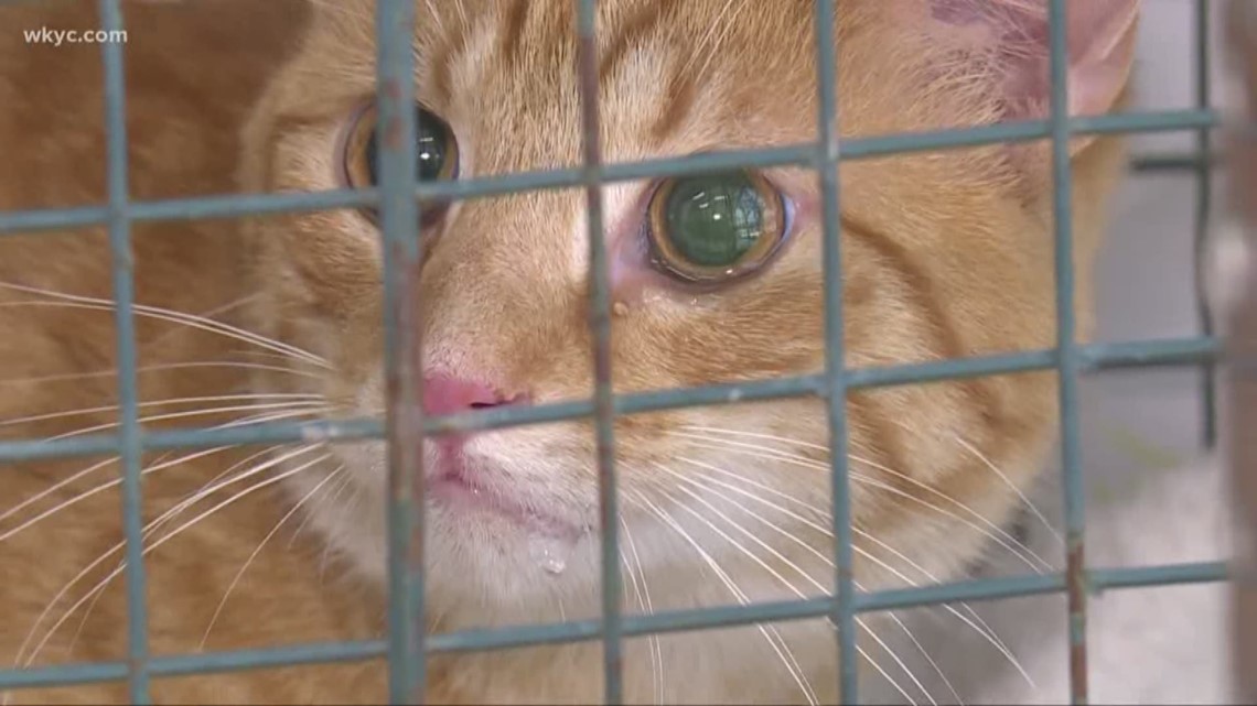 More than a dozen cats are expected to be up for adoption after the animal warden in Garfield Heights began trapping the cats. They were being fed by a 79-old-woman who had been warned by city leaders to stop.