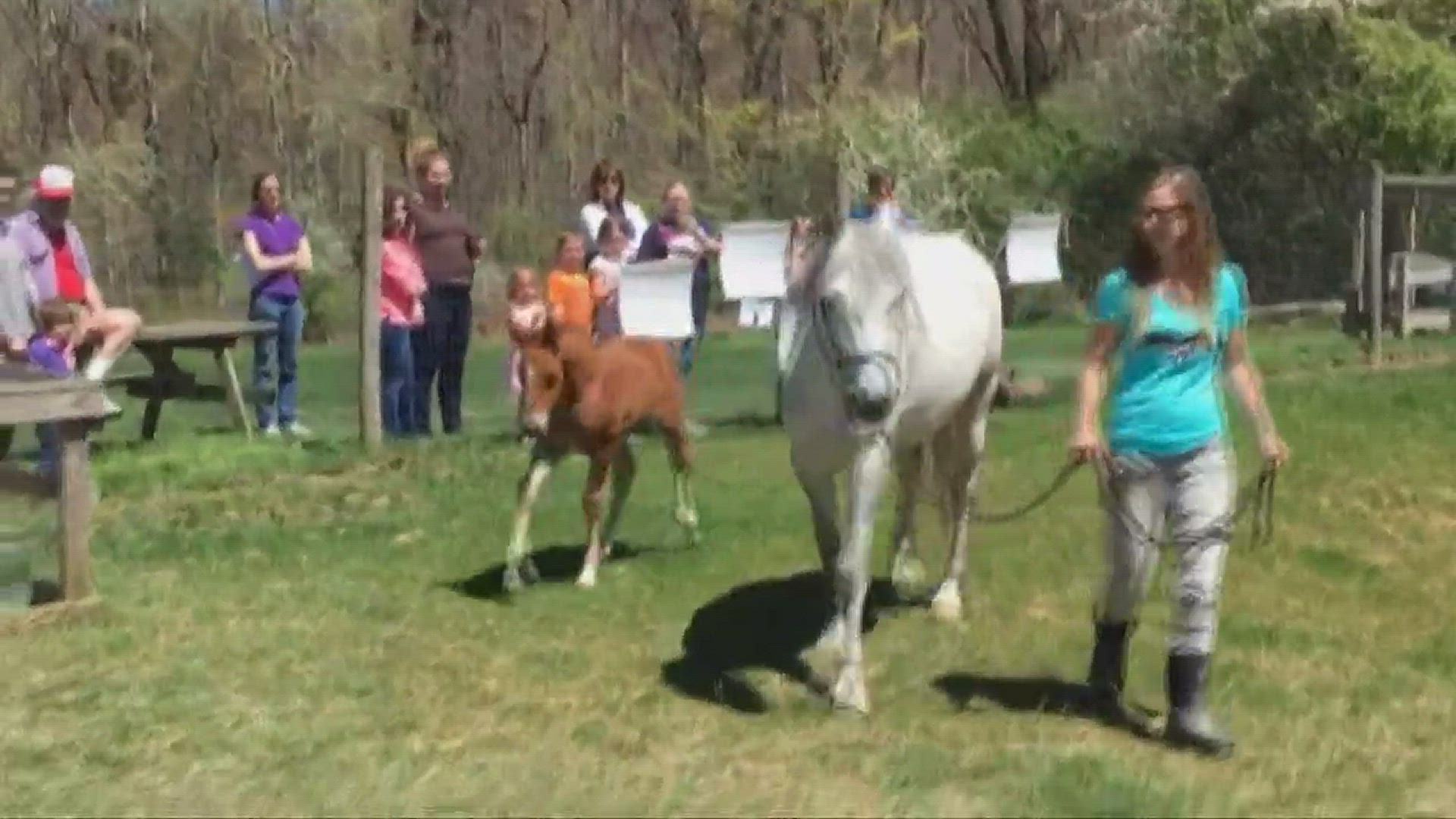 Rescue Village brings horses to WKYC Channel 3