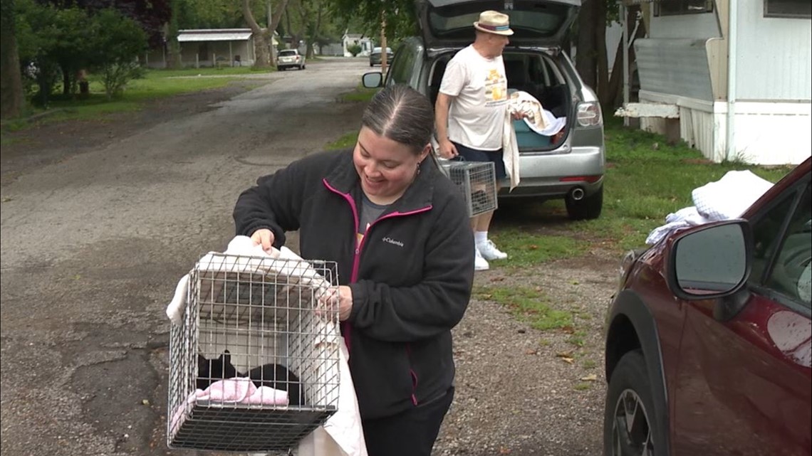 Cat cavalcade: Local rescue works to rehome dozens of stray cats at mobile home park slated for closure - Vimarsana News