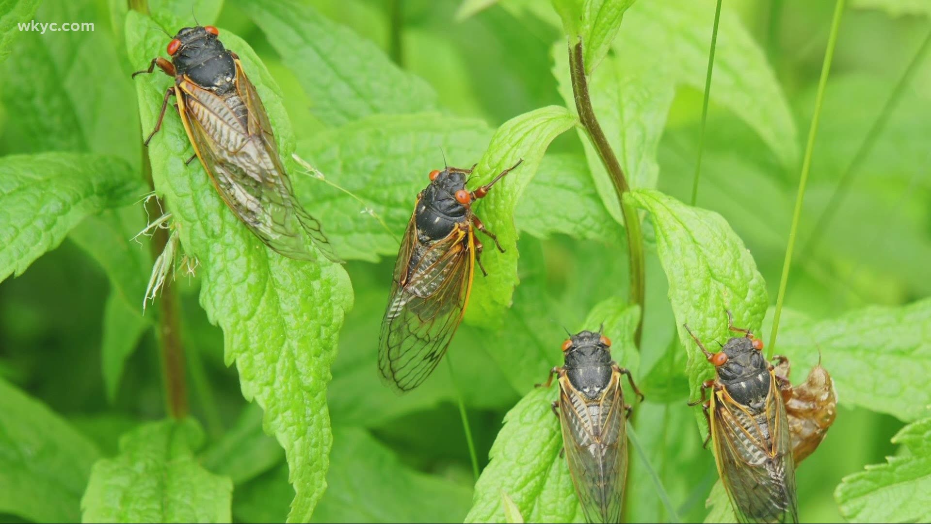 Billions of the 17-year variety of cicada will rise from the ground in the coming weeks. They are edible, and at least one song has been written in tribute.