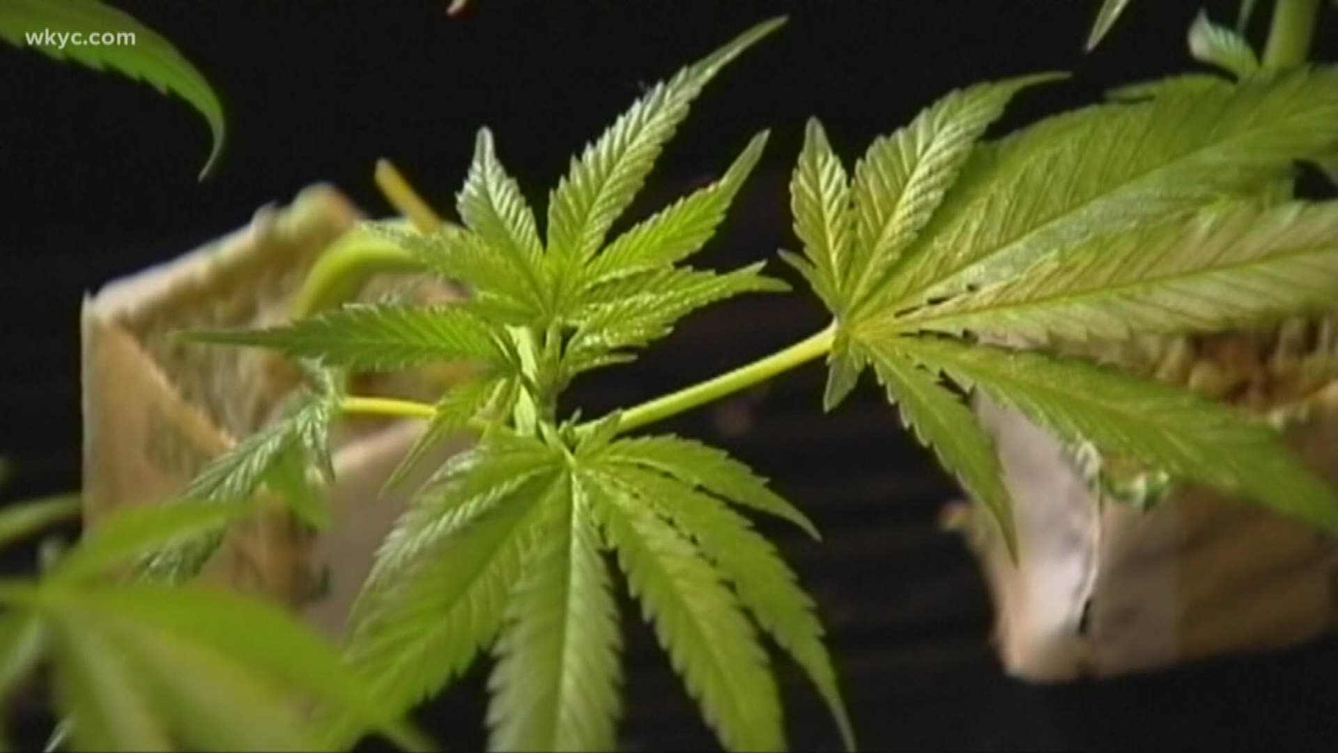 Understanding Ohio's medical marijuana hold up
