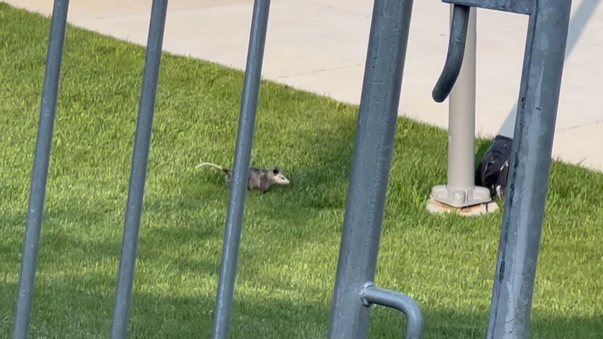 The possum was scurrying around Tom Benson Hall of Fame Stadium prior to the Browns-Jets game in Canton.