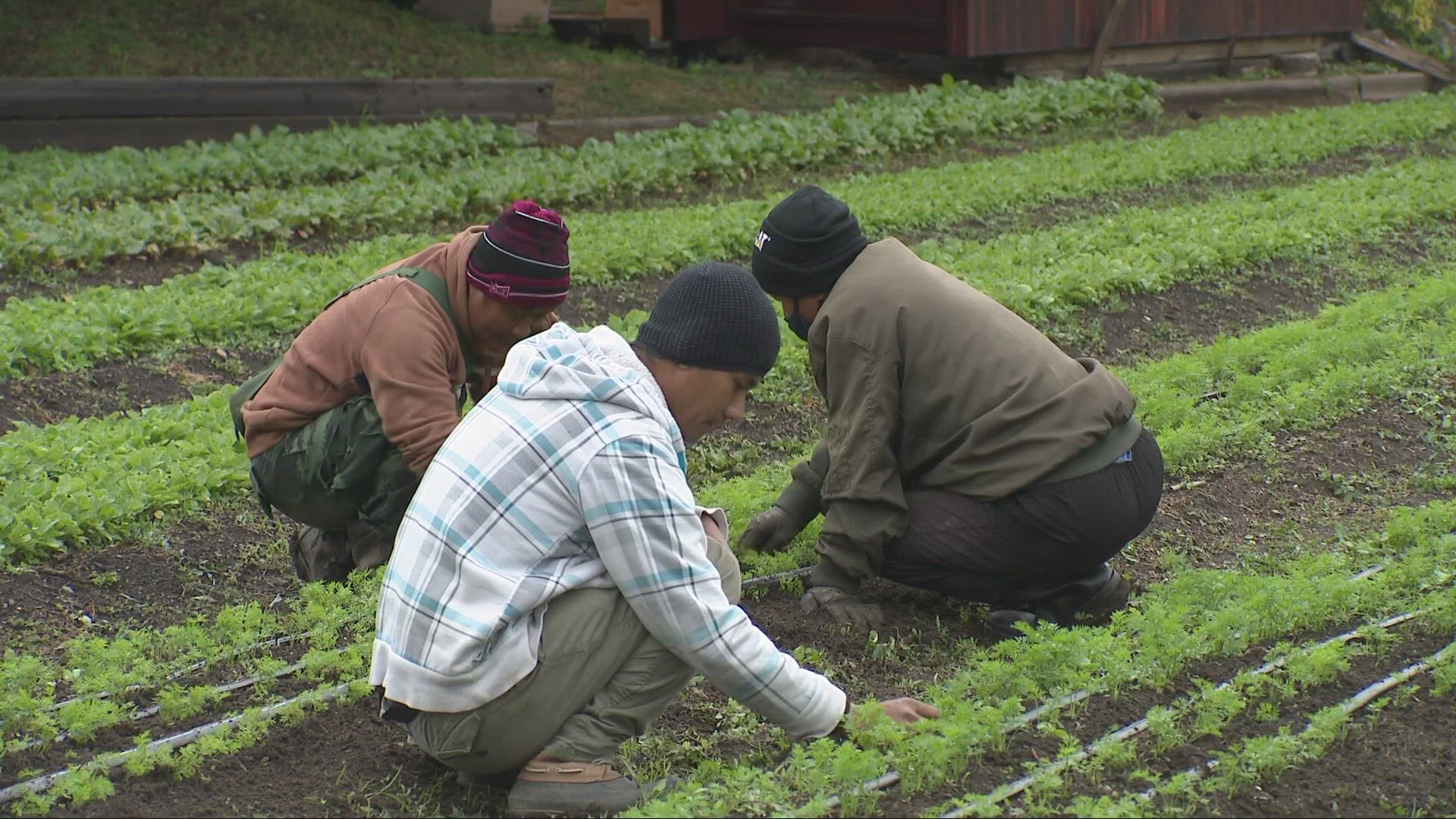 After more than 20 days without rain, farmers across the region are grateful that the wet weather is back.