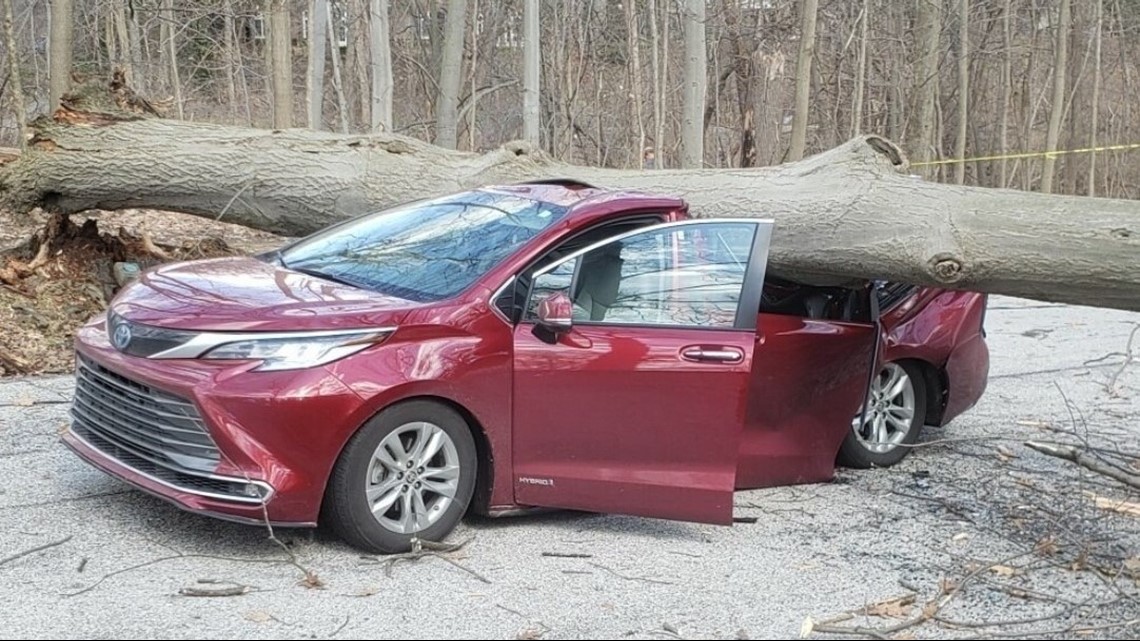 Driver rescued after 50-foot tree falls on car in Shaker Heights | wkyc.com
