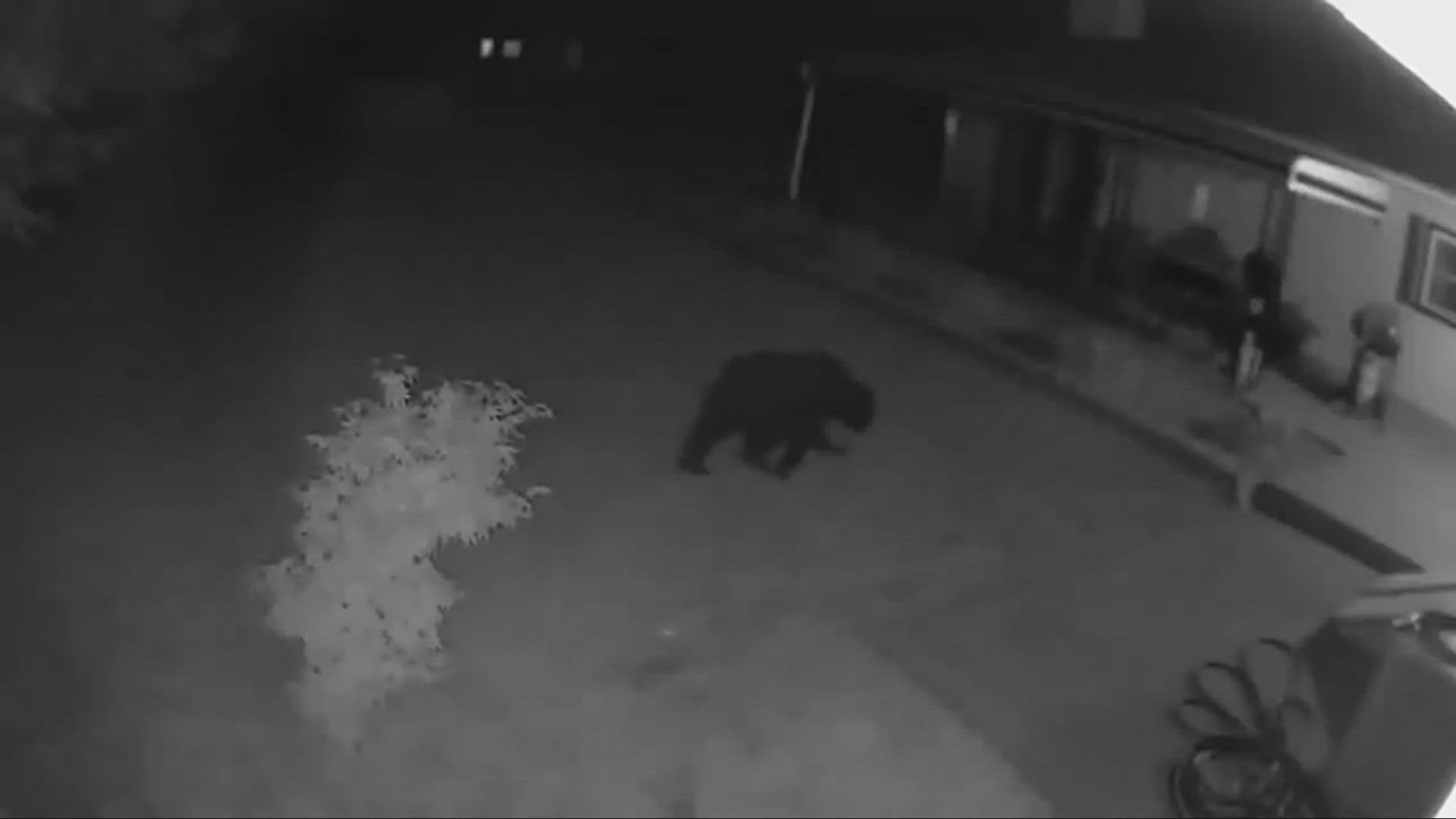 A resident in Lake County got an unexpected visit this weekend when a black bear turned up on the footage of her home security system.