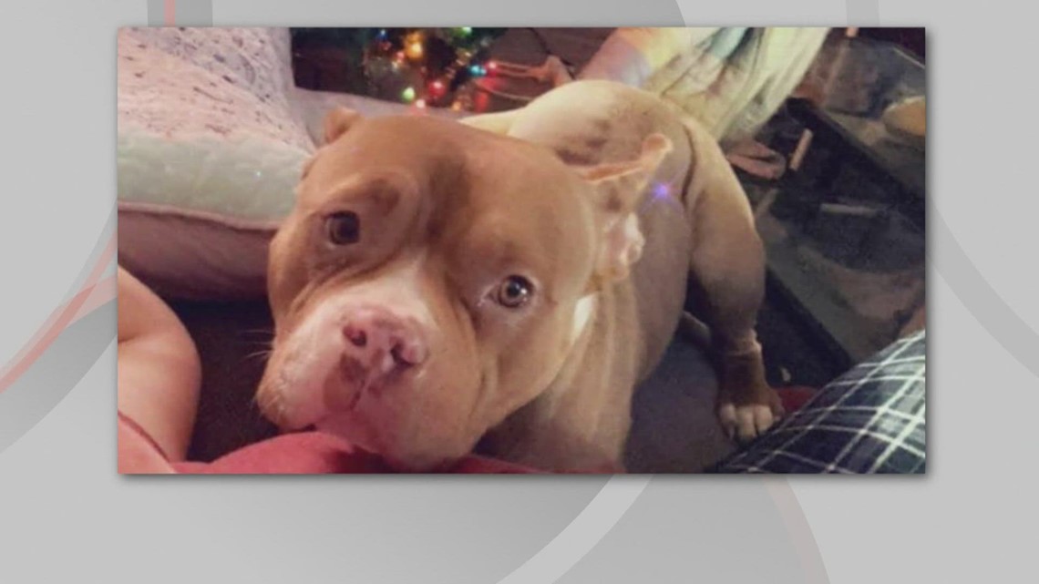 Elyria woman speaks out after her dog was shot and killed by police ...