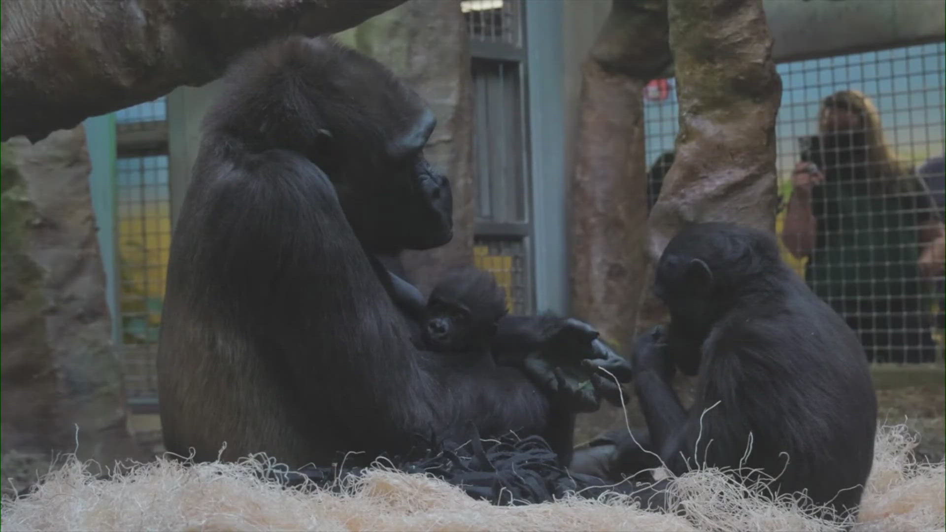 Jameela will get to go outside with the gorilla family for the first time since her arrival at the Cleveland Zoo.