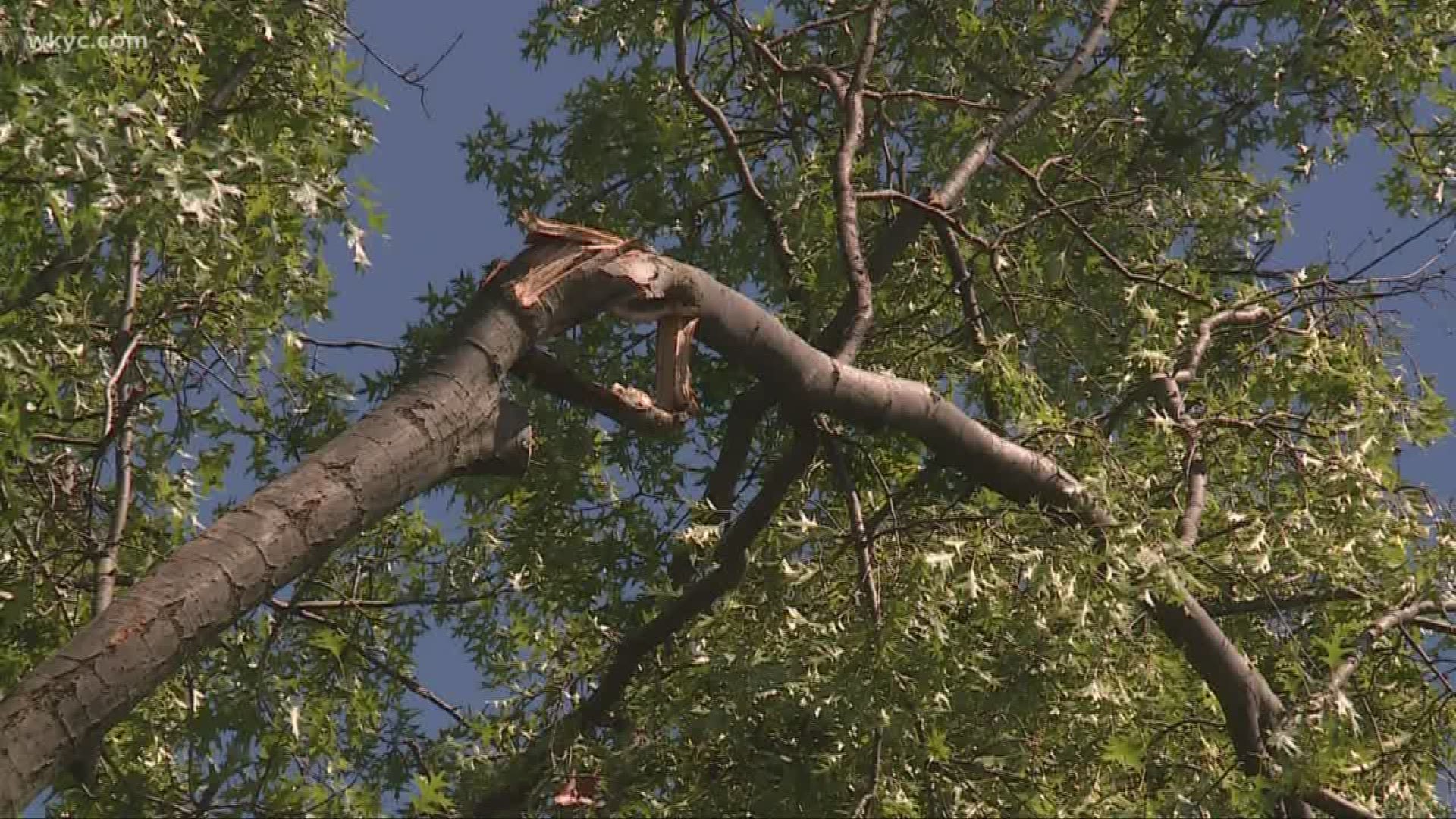 Cleveland Heights is still cleaning up after this past weekend's microburst. Carl Bachtel shares some tips.