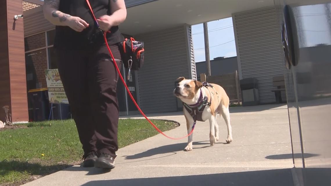 How to prevent dog bites under Avery’s Law: Ready Pet GO!