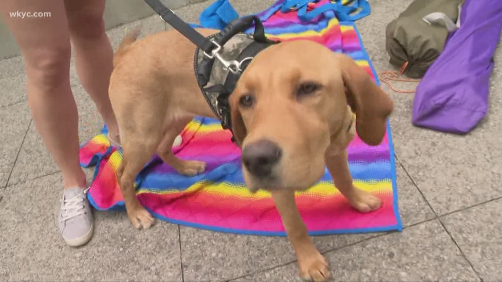 June 13, 2019: Over the weekend, Roxy and several other service dogs proudly represented Wags 4 Warriors at Tunnel 2 Towers climb, which took place at One Cleveland Center.  The event was started by the family of New York City firefighter Stephen Siller, who died on September 11, 2011. Siller, who was off-duty at the time the first plane crashed into the World Trade Center, raced from Brooklyn through Battery Tunnel to help rescue as many people as he could before he died in the collapse.