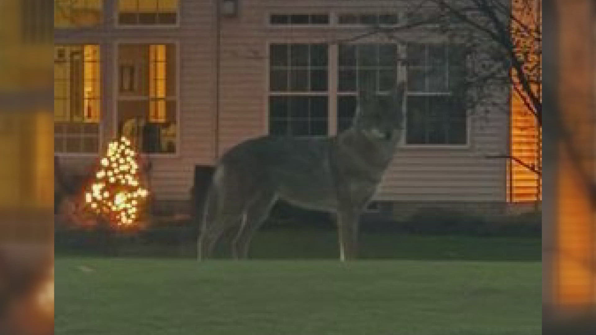 Highland Heights police are warning residents to take extra precautions after seeing signs of a 'stalking' coyote.