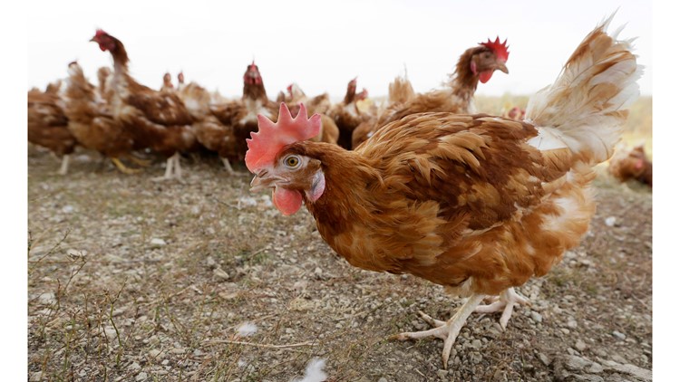 Northwest Ohio egg farm forced to euthanize 3 million chickens due to bird flu