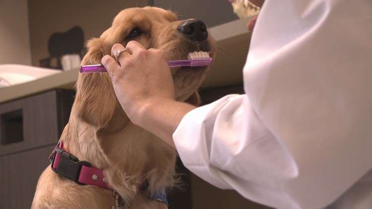 How to make sure your pet's teeth are healthy: National Pet Dental Health Month