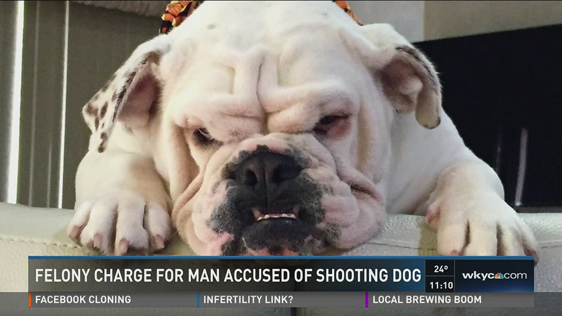 is it a felony to shoot a dog