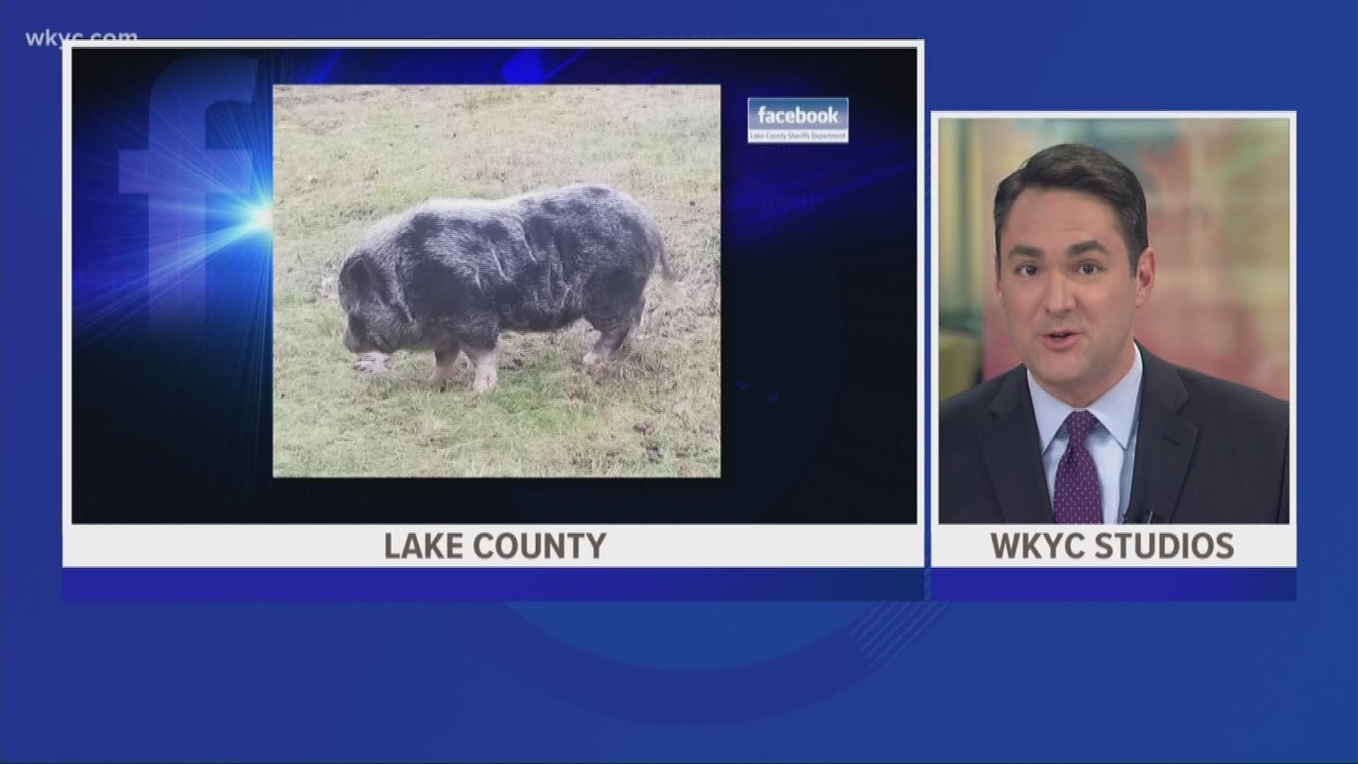 Officials searching for owners of lost pig