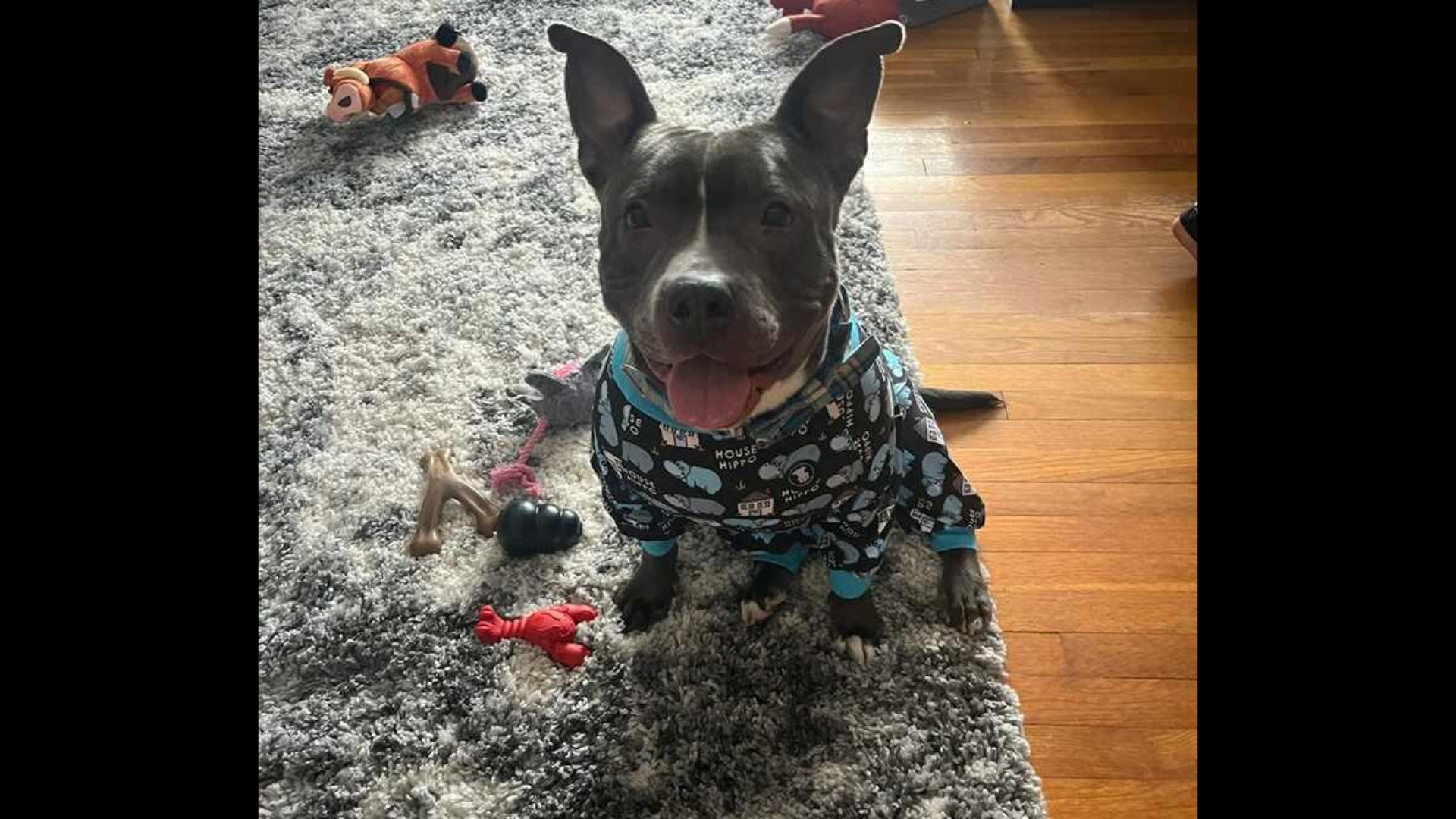 Abandoned dog finds forever home after 587 days in a shelter | wkyc.com